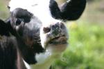 Cows Go Mooo
