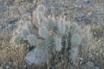 <img150*0:stuff/z/169023/Cacti%2520Photos/i1283885468_1.jpg>