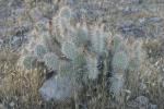 <img150*0:stuff/z/169023/Cacti%2520Photos/i1283885468_2.jpg>
