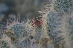 <img150*0:stuff/z/169023/Cacti%2520Photos/i1283885468_3.jpg>