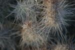 <img150*0:stuff/z/169023/Cacti%2520Photos/i1283885468_4.jpg>