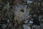 <img150*0:stuff/z/169023/Cacti%2520Photos/i1283885468_5.jpg>