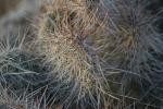 <img150*0:stuff/z/169023/Cacti%2520Photos/i1283885469_10.jpg>