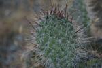 <img150*0:stuff/z/169023/Cacti%2520Photos/i1283885469_11.jpg>