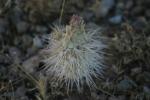 <img150*0:stuff/z/169023/Cacti%2520Photos/i1283885469_12.jpg>