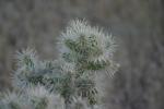 <img150*0:stuff/z/169023/Cacti%2520Photos/i1283885469_13.jpg>