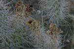 <img150*0:stuff/z/169023/Cacti%2520Photos/i1283885469_14.jpg>