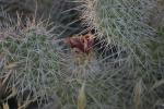 <img150*0:stuff/z/169023/Cacti%2520Photos/i1283885469_15.jpg>