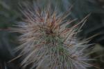<img150*0:stuff/z/169023/Cacti%2520Photos/i1283885469_16.jpg>