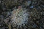 <img150*0:stuff/z/169023/Cacti%2520Photos/i1283885469_6.jpg>