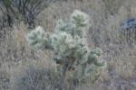<img150*0:stuff/z/169023/Cacti%2520Photos/i1283885469_7.jpg>