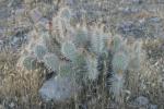 <img150*0:stuff/z/169023/Cacti%2520Photos/i1283885469_8.jpg>