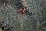 <img150*0:stuff/z/169023/Cacti%2520Photos/i1283885469_9.jpg>