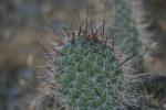 <img150*0:stuff/z/169023/Cacti%2520Photos/i1283885470_17.jpg>
