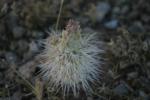 <img150*0:stuff/z/169023/Cacti%2520Photos/i1283885470_18.jpg>