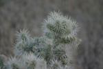 <img150*0:stuff/z/169023/Cacti%2520Photos/i1283885470_19.jpg>