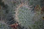 <img150*0:stuff/z/169023/Cacti%2520Photos/i1283885470_20.jpg>