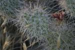 <img150*0:stuff/z/169023/Cacti%2520Photos/i1283885470_21.jpg>