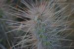 <img150*0:stuff/z/169023/Cacti%2520Photos/i1283885470_22.jpg>
