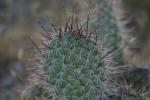 <img150*0:stuff/z/169023/Cacti%2520Photos/i1283885470_23.jpg>