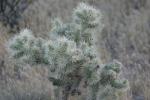 <img150*0:stuff/z/169023/Cacti%2520Photos/i1283885470_24.jpg>
