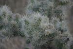 <img150*0:stuff/z/169023/Cacti%2520Photos/i1283885470_25.jpg>