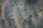 <img150*0:stuff/z/169023/Cacti%2520Photos/i1283885470_26.jpg>
