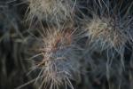 <img150*0:stuff/z/169023/Cacti%2520Photos/i1283885470_27.jpg>