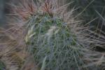 Cacti Photos