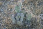<img150*0:stuff/z/169023/Cacti%2520Photos/i1283885471_29.jpg>