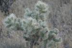 <img150*0:stuff/z/169023/Cacti%2520Photos/i1283885471_30.jpg>