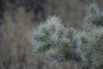 <img150*0:stuff/z/169023/Cacti%2520Photos/i1283885471_31.jpg>