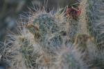 <img150*0:stuff/z/169023/Cacti%2520Photos/i1283885471_32.jpg>