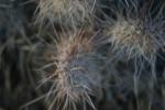<img150*0:stuff/z/169023/Cacti%2520Photos/i1283885471_33.jpg>