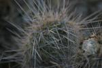 <img150*0:stuff/z/169023/Cacti%2520Photos/i1283885471_34.jpg>