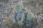 <img150*0:stuff/z/169023/Cacti%2520Photos/i1283885471_35.jpg>