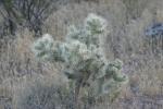 <img150*0:stuff/z/169023/Cacti%2520Photos/i1283885471_36.jpg>