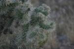 <img150*0:stuff/z/169023/Cacti%2520Photos/i1283885471_37.jpg>