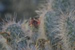 <img150*0:stuff/z/169023/Cacti%2520Photos/i1283885471_38.jpg>