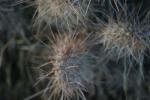 <img150*0:stuff/z/169023/Cacti%2520Photos/i1283885471_39.jpg>