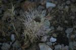 <img150*0:stuff/z/169023/Cacti%2520Photos/i1283885472_40.jpg>