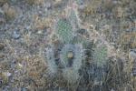 <img150*0:stuff/z/169023/Cacti%2520Photos/i1283885472_41.jpg>