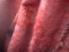 <img100*0:stuff/z/169023/Cloth%2520Ref.%25202/i1263428613_6.jpg>