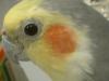 <img100*0:stuff/z/169023/Cockatiel%252018/i1259623952_1.jpg>