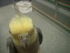 <img100*0:stuff/z/169023/Cockatiel%252018/i1259623952_10.jpg>