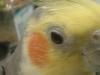 <img100*0:stuff/z/169023/Cockatiel%252018/i1259623952_11.jpg>