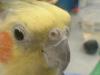 <img100*0:stuff/z/169023/Cockatiel%252018/i1259623952_12.jpg>