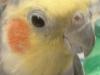 <img100*0:stuff/z/169023/Cockatiel%252018/i1259623952_13.jpg>