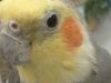 <img100*0:stuff/z/169023/Cockatiel%252018/i1259623952_14.jpg>