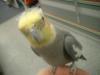 <img100*0:stuff/z/169023/Cockatiel%252018/i1259623952_15.jpg>